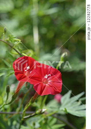 ハゴロモルコウソウ（羽衣縷紅草） 12282778