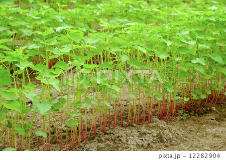 ソバ　ソバ畑　ソバの開花前 12282904