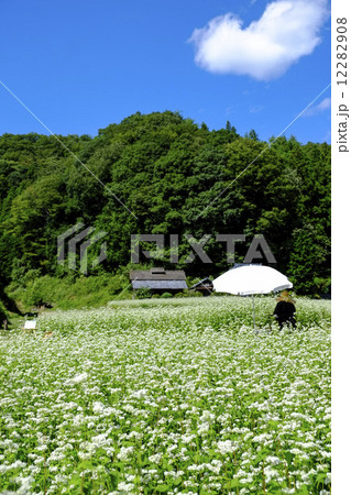 ソバの花畑 12282908
