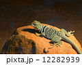 トカゲ 12282939
