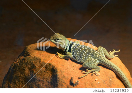 トカゲ 12282939