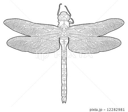 トンボ 線画 白黒 イラスト かっこいい しぶい 蜻蛉 のイラスト素材