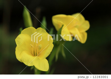 自然　植物　メマツヨイグサ、月見草などとも呼ばています。帰化植物で先に帰化したオオマツヨイグサなどを駆逐して勢力を広げています 12283001