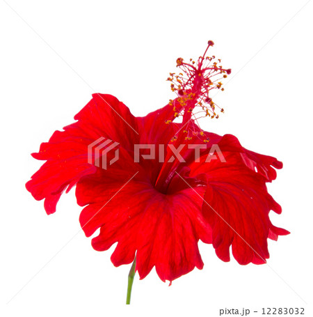 Red Hibiscus flower 12283032