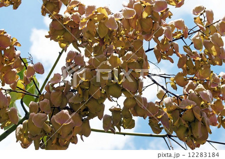 アオギリの実・8月下旬 アオギリの実・8月下旬 12283184