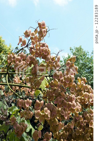 アオギリの実・8月下旬 アオギリの実・8月下旬 12283189