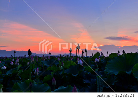 藤原京のハス 12283521