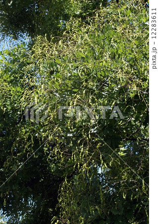 エンジュの豆果 12283611