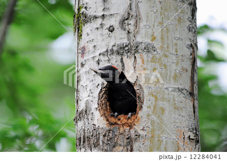 クマゲラ　旅立ち 12284041