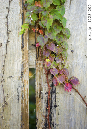 隙間の蔦B 12284209