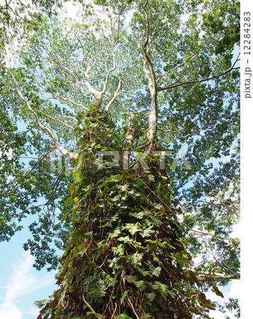 そびえ立つハワイ島の大木 12284283