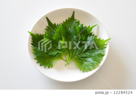 大葉 大葉 12284524