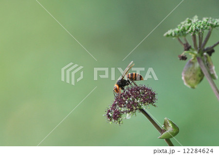 生き物 昆虫 コガタスズメバチ、オオスズメバチより一回り小さいスズメバチ。姿はオオスズメバチそっくりです② 生き物 昆虫 コガタスズメバチ、オオスズメバチより一回り小さいスズメバチ。姿はオオスズメバチそっくりです② 12284624