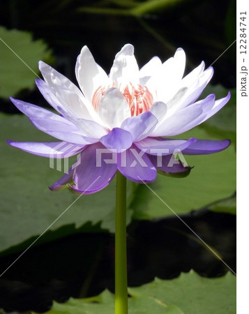 熱帯スイレン 熱帯スイレン 12284741