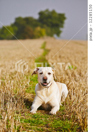 Dog on the field 12285150