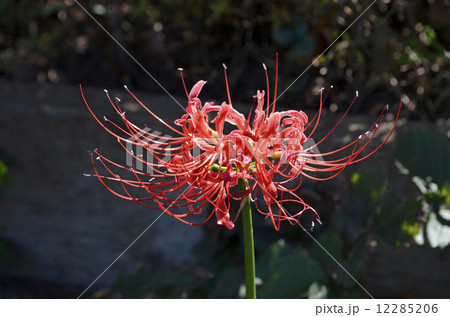 ヒガンバナ（彼岸花） 12285206