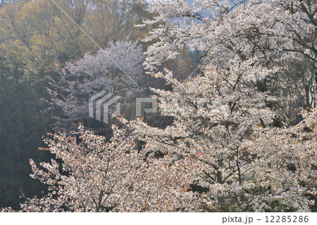 吉野の桜 吉野の桜 12285286