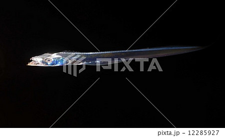 釣りたてのタチウオ　1 12285927