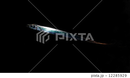 釣りたてのタチウオ　3 12285929