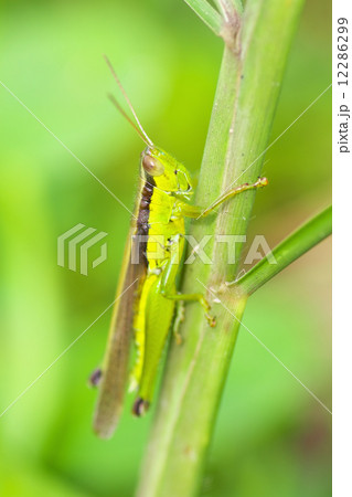 ハネナガイナゴ 12286299