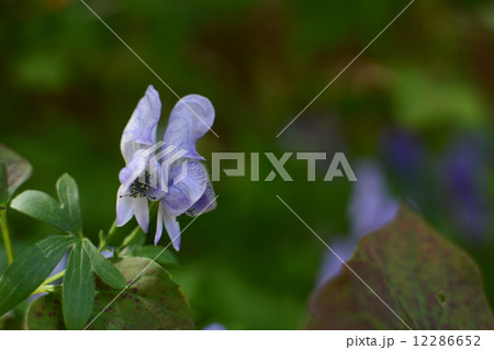 六甲山高山植物園にて‗ヤマトリカブト 六甲山高山植物園にて‗ヤマトリカブト 12286652