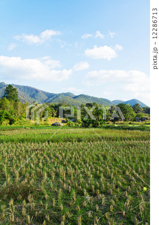 Paddy field in countryside  12286713