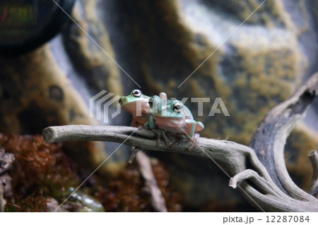 寄り添って 寄り添って 12287084