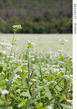 蕎麦の花 蕎麦の花 12287200