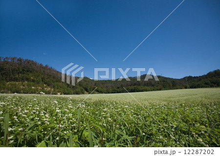 蕎麦の花 12287202