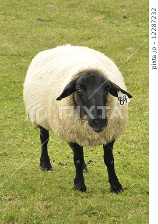 牧場の羊 牧場の羊 12287232