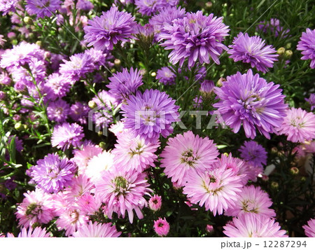 菊 菊 12287294