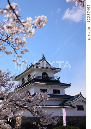 桜が満開の白石城 桜が満開の白石城 12287495