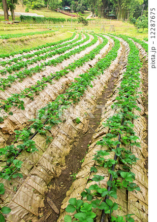 Rows of strawberry farm  12287675