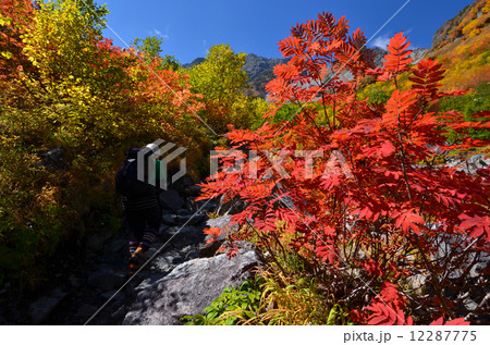 紅葉 上高地 紅葉 上高地 12287775