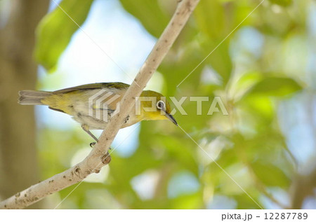 メジロ メジロ 12287789