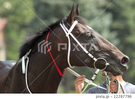 Horse. 12287796