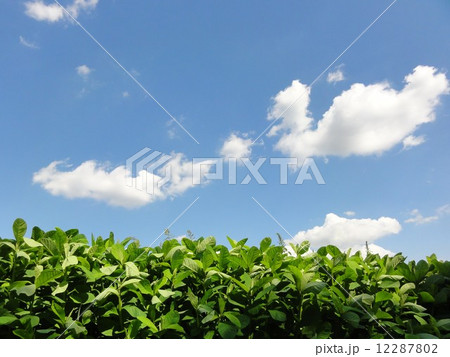 野菜畑と青空 12287802