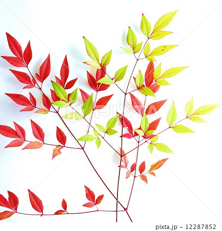 葉の背景素材 黄緑と赤の南天の枝葉2枝 白バック正方形の写真素材