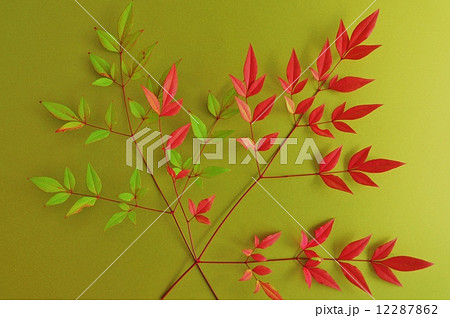 葉の背景素材 赤と黄緑の南天の枝葉２枝 黄土色バック横位置の写真素材