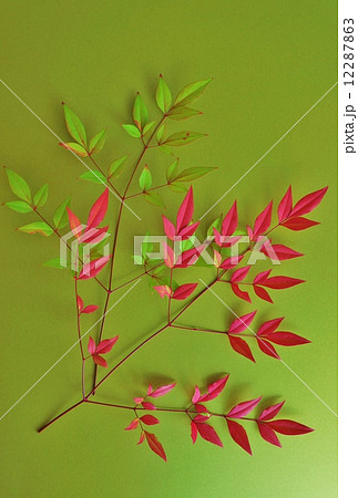 葉の背景素材 赤と黄緑の南天の枝葉２枝 黄土色バック縦位置の写真素材