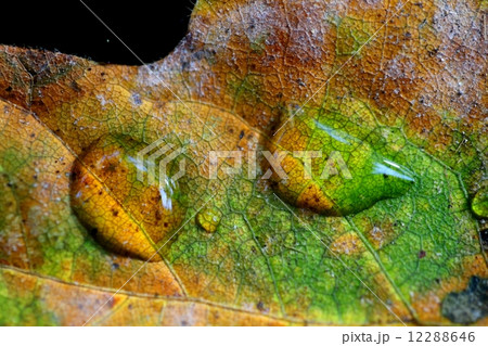 水に浮かぶ紅葉の葉ー Floating Autumn leaf 12288646
