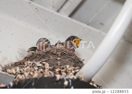 ツバメの子供達ーKids Swallow in their nest 12288655