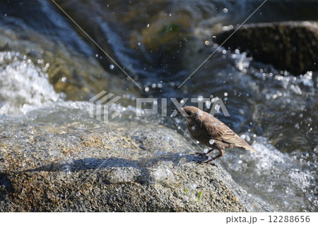 水辺の鳥＝Bird next to water 12288656