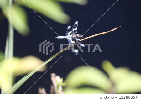 枝に止まるトンボーDragonfly on tree branch 12288657