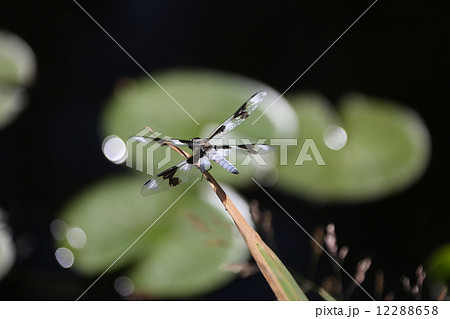 枝に止まるトンボーDragonfly on tree branch 12288658