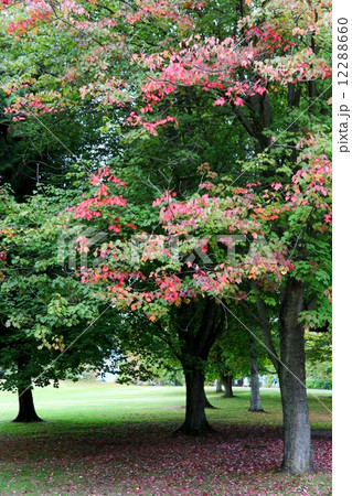スタンレーパークの紅葉ーAutumn Leaves in Stanley Park 12288660