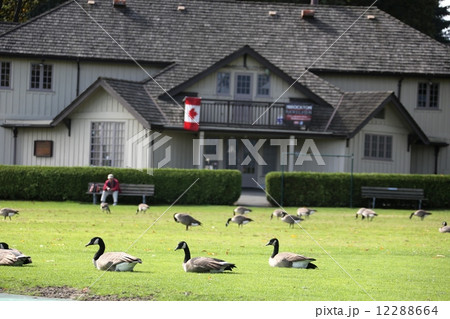 カナダガンと国旗のある建物ーCanadageese & Canadian Flag 12288664