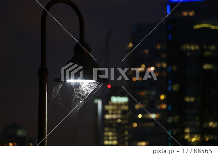 ダウンタウンの街灯とくもの巣ーSpiderweb under strret light in Downtown 12288665