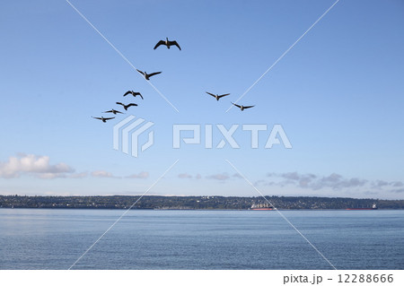 カナダガンのグループ飛行ーCanadageese flying with group 12288666