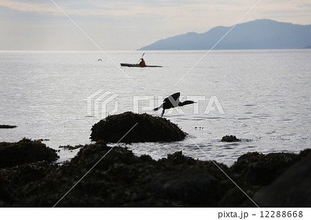 鳥とシーカヤックをする人ーBird and Sea Kayaking in Ocean 12288668